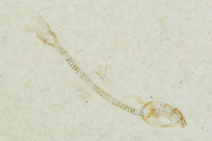 Jurassic Fossil Fish (Orthogoniklethrus) - Solnhofen Limestone #139388